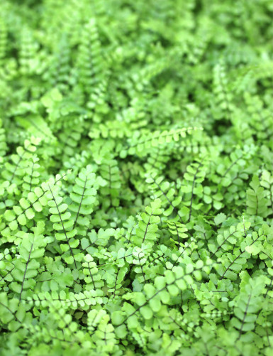 Paquete de 3 helechos | 6 miniplantas