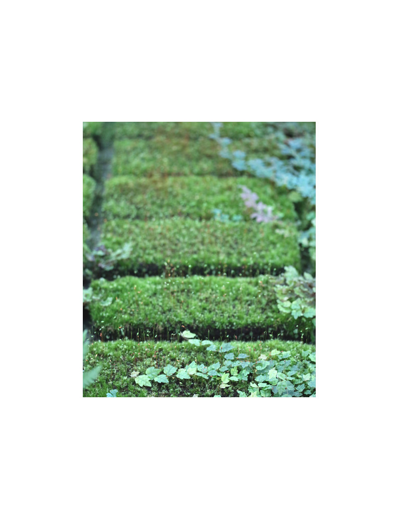 Plaque in Xaxim 25 x 10 x 2.5 cm in culture