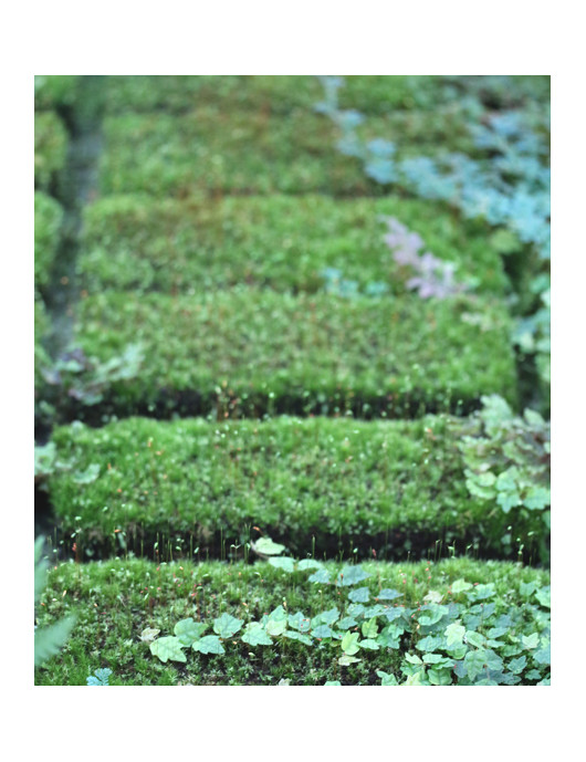 Plaque en Xaxim 25 x 10 x 2,5 cm en culture pour terrarium