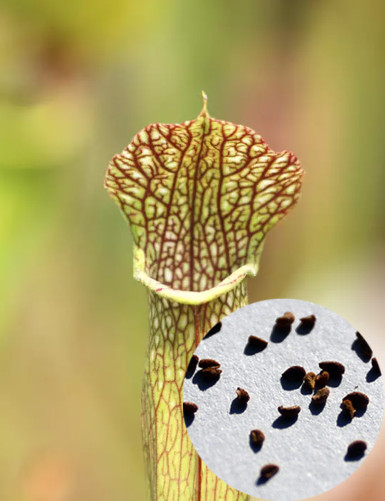 Graines de Sarracenia x (x...