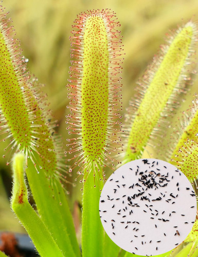 Graines de Drosera capensis...