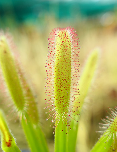 Drosera capensis seeds with broad leaves