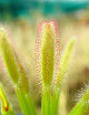 Drosera capensis seeds with broad leaves