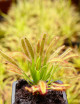 Graines de Drosera capensis feuilles larges