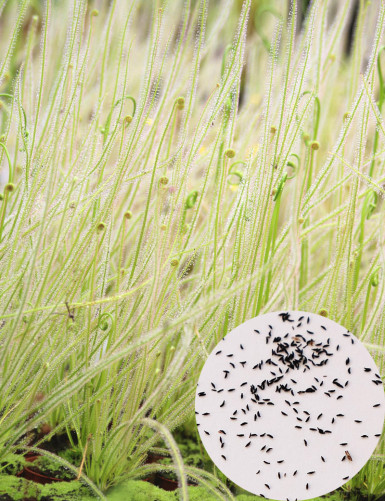 Semillas Drosera filiformis...