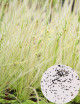 Drosera filiformis seeds (MIX)