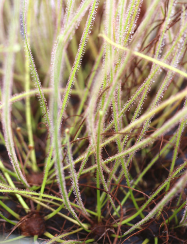 Drosera filiformis 'Florida...
