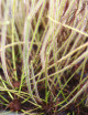 Drosera filiformis 'Florida Giant' - Mini-plugs