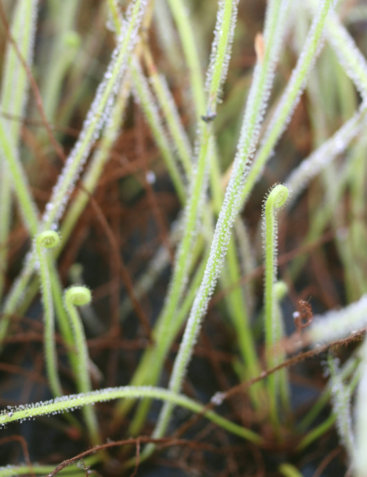 Drosera filiformis var....