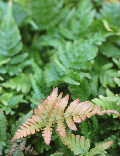Paquete de 3 helechos | 6 miniplantas