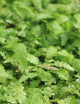 Doodia media - Mini-mottes