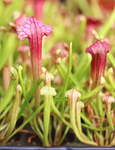 Sarracenia 'Juthatip Soper'...