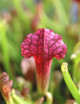 Sarracenia 'Juthatip Soper' - Mini-mottes