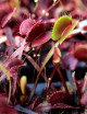 Dionaea muscipula 'Akai ryu' - Mini-mottes