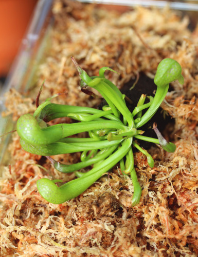Darlingtonia californica -...