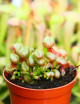 Darlingtonia californica - Mini-mottes