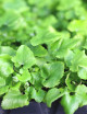 Cyrtomium fortunei - Mini-Clumps