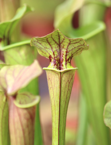 Plante carnivore Sarracenia Tygo