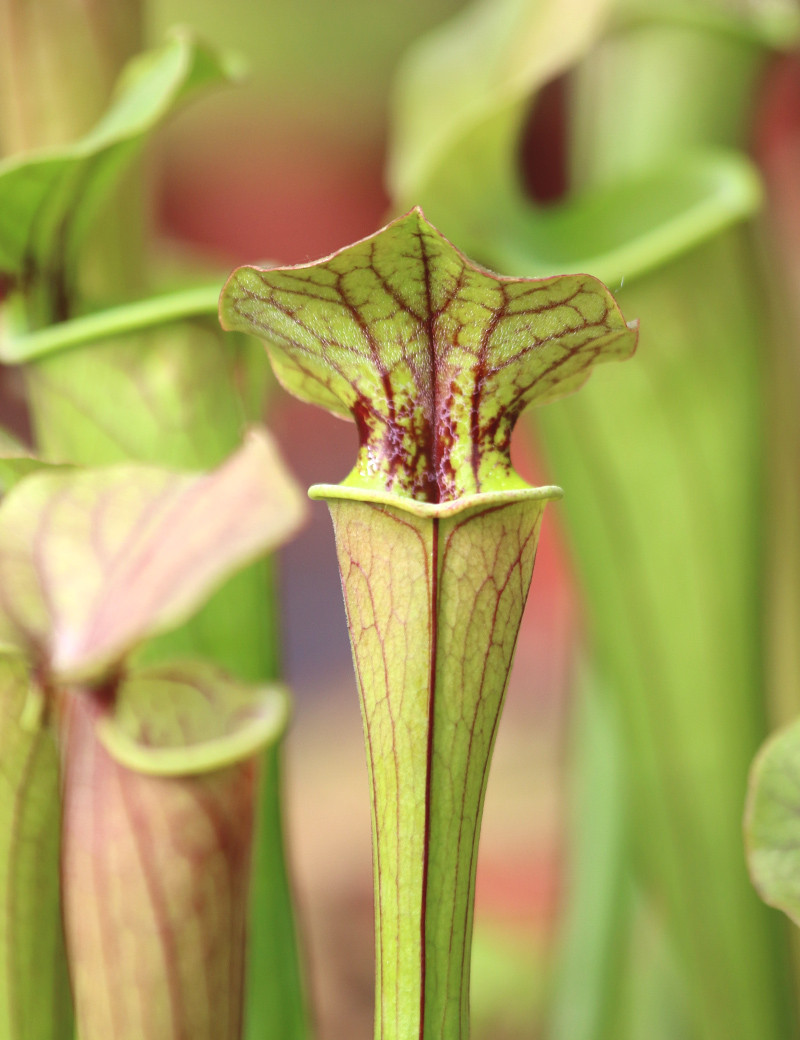 Sarracenia Tygo