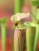 Sarracenia Tygo