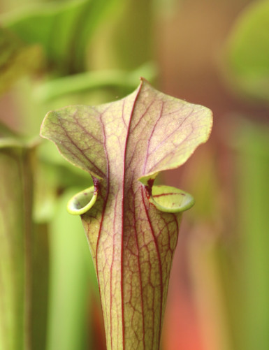 Sarracenia Tygo