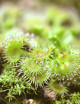 Drosera hookeri plante carnivore