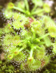 Drosera hookeri plante carnivore