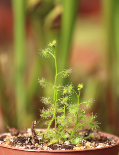 Drosera hookeri plante carnivore