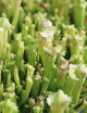 Sarracenia leucophylla - Mini-motte