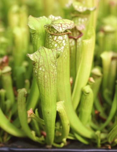 Sarracenia leucophylla -...