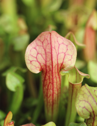 Sarracenia Tess - Mini-mottes