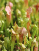 Sarracenia Tess - Mini-mottes