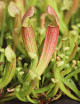 Sarracenia Tess - Mini-mottes