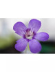 Pinguicula x 'Tina' - Mini-terrones
