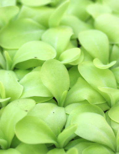Pinguicula x 'Tina' - Mini-terrones
