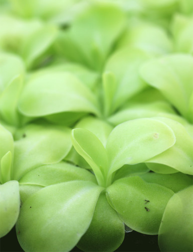 Pinguicula x 'Tina' -...