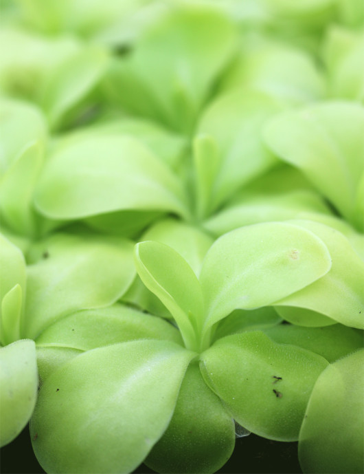 Pinguicula x 'Tina' - Mini-mottes