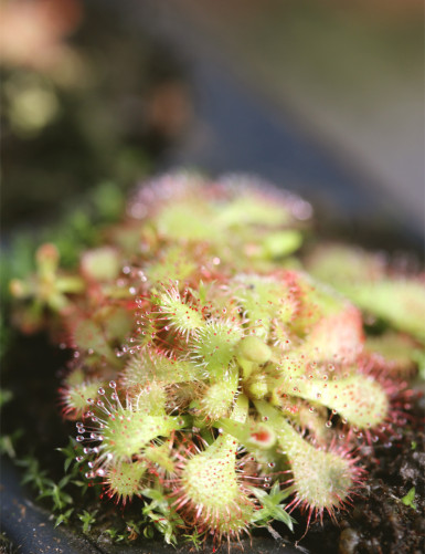 Drosera natalensis -...