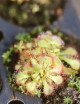 Drosera natalensis - Mini-moths