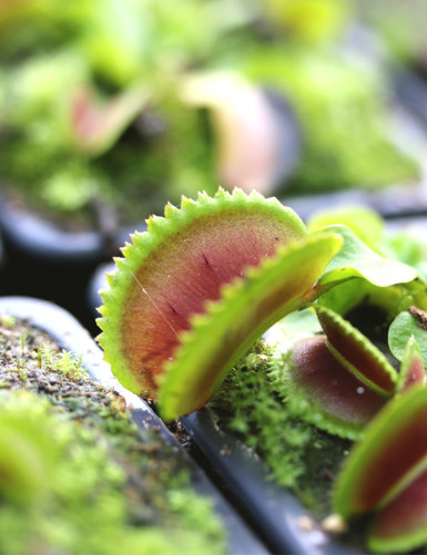Dionaea muscipula 'Vitiligo'