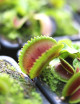 Dionaea muscipula 'Vitiligo'