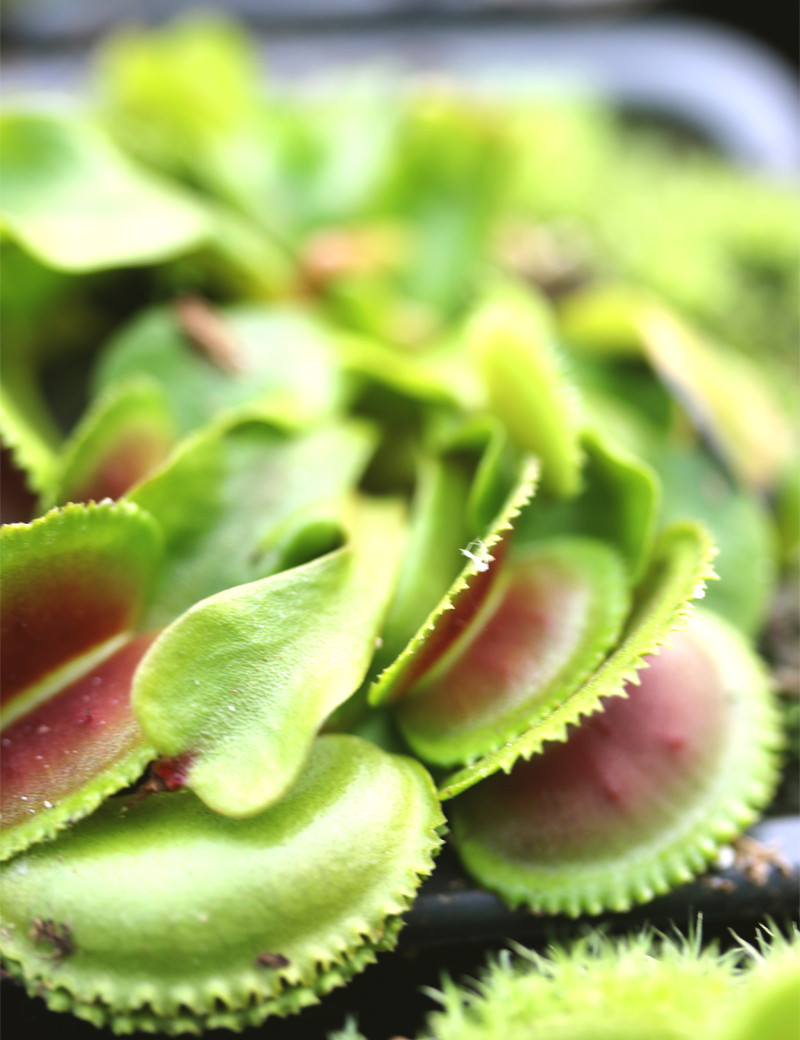 Dionaea muscipula 'Vitiligo'