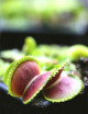 Dionaea muscipula ‘Vitiligo’ Plante carnivore
