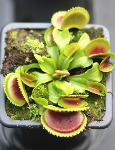 Dionaea muscipula ‘Vitiligo’ Plante carnivore