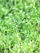 Mousse Pleurozium sp.