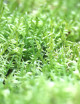 Mousse Pleurozium sp.
