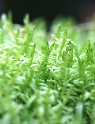Mousse Pleurozium sp.