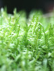 Mousse Pleurozium sp.
