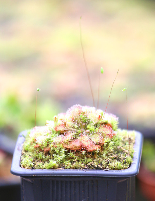 Drosera spatulata (Australie) plante carnivore