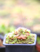 Drosera spatulata (Australie) plante carnivore